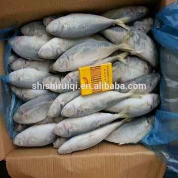 Frozen WR round scad japanese scad blue mackerel scad