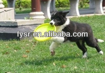 new fashion silicone pets flying disc pets toy dogs flying disc