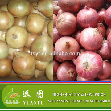 New Season Onion Shandong Fresh Onion On Sale