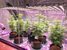 Dual Spectrum LED Grow Light for Growing Plant