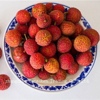 Canned Lychee in light syrup / Lychee in Syrup