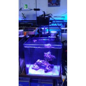 LED Marine Aquarium Beleuchtung Riffkoralle