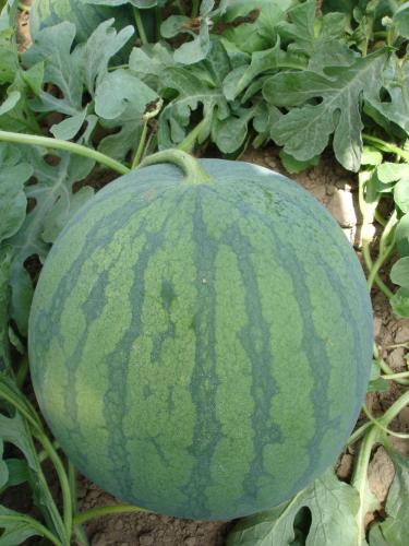 F1 hybrid seedless watermelon seeds  for Sale