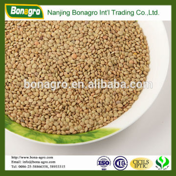 lentil/sell lentil import opportunity