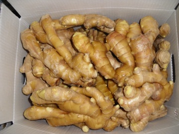 Half dried ginger from Anqiu