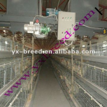 automatic chicken layer farm