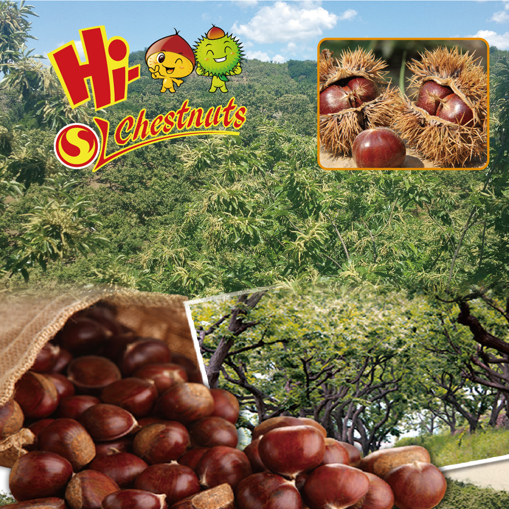 Vacuum packed roasted chestnuts snacks for sale