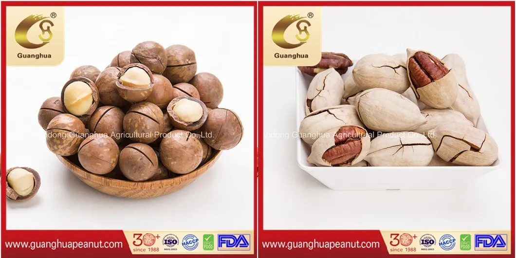 Roasted Almond in Shell Good Quality Delicious AA