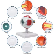 6x Magnification Eye Model - 7-Part Plastic Artificial Lens for Medical Science and Human Eye Anatomy