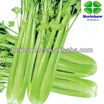 celery seeds for planting