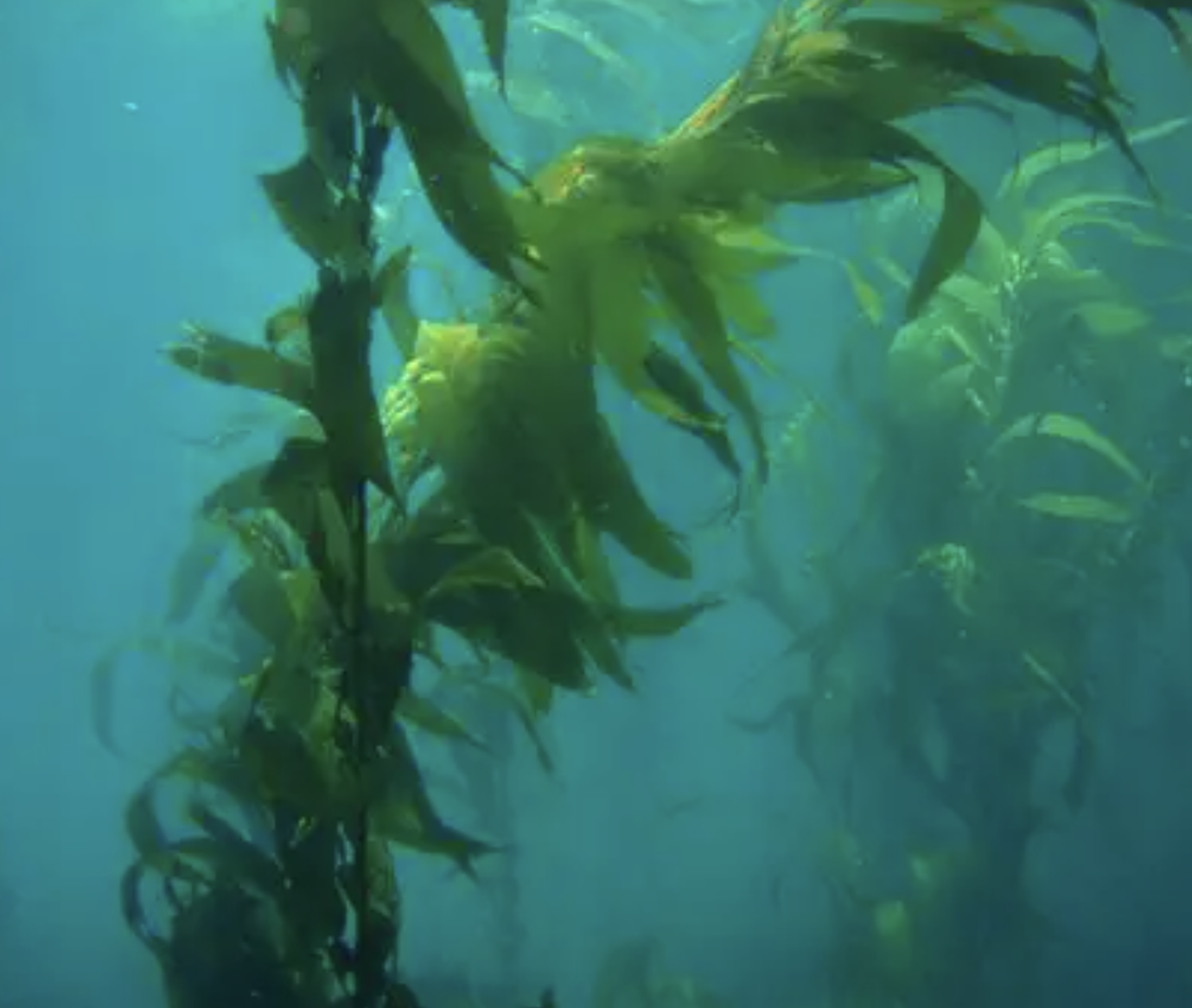 Extracto de algas para el crecimiento de las plantas Seaweed Extract for Plant Growth