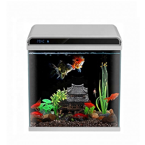 Meistverkaufte Modedesign Live -Aquariumfisch