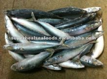 Frozen Pacific mackerel Scomber