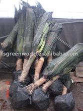 pandanus utilis plants