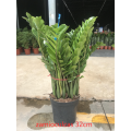 Zamioculcas zamiifolia 320# for sale