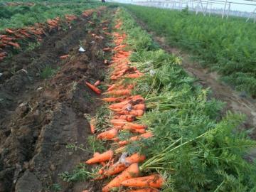 Fresh Long carrot carton packing