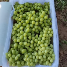 Seedless grapes