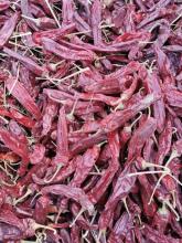 Dried Sweet Paprika Whole Pods