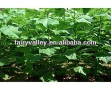 Royal Paulownia Trees Seeds For Fast Growing-High Quality