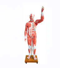 DARHMMY Life-Size Human Muscle Anatomical Model with 29 Parts for Medical Science