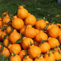 Meilleur fruit pour le régime