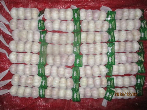 Hot Sale Normal White Garlic 2019