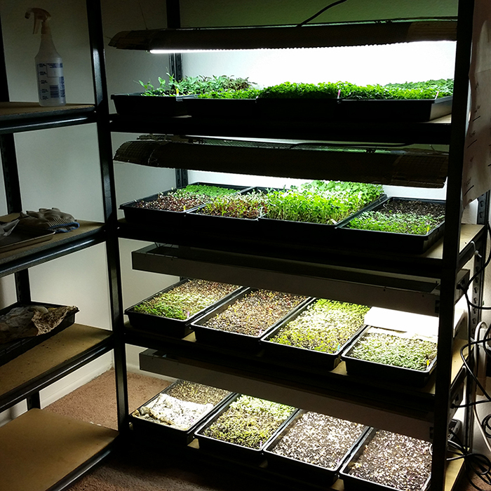 Indoor MicroGreen Growing Hydroponic System