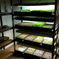 Sistema hidropónico de cultivo MicroGreen para interiores