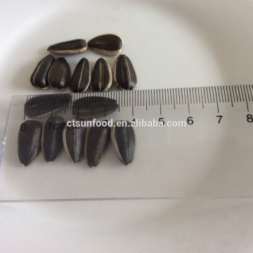 export sunflower seeds black sunflower seed market price