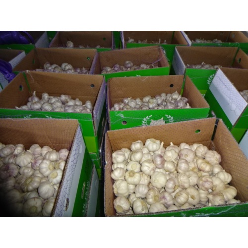 Size 5.0cm 2020 Normal White Garlic