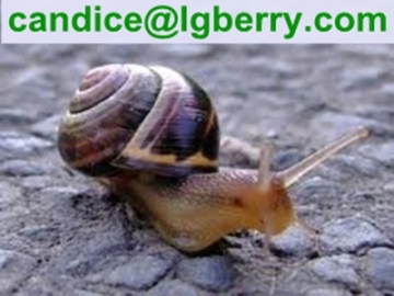 Snail Protease protein