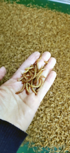 bird feeding of mealworm