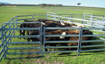 Galvanized Wire Mesh Cattle Fence for Horse