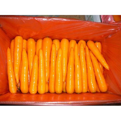 Nieuwe Crop 2020 Fresh Carrot