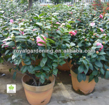 Camellia japonica