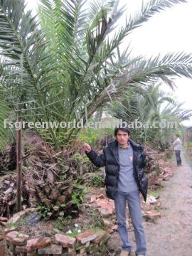 phoenix canariensis 90cm trunk