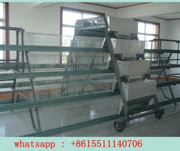 Chicken Cage/Layer Egg Chicken Cage /Poultry Farm House Design