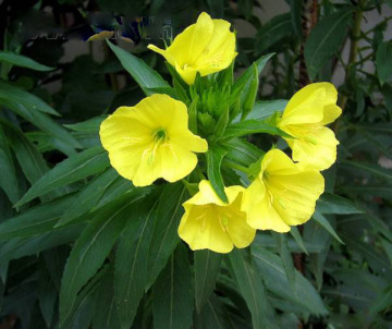 Oenothera biennis Extract