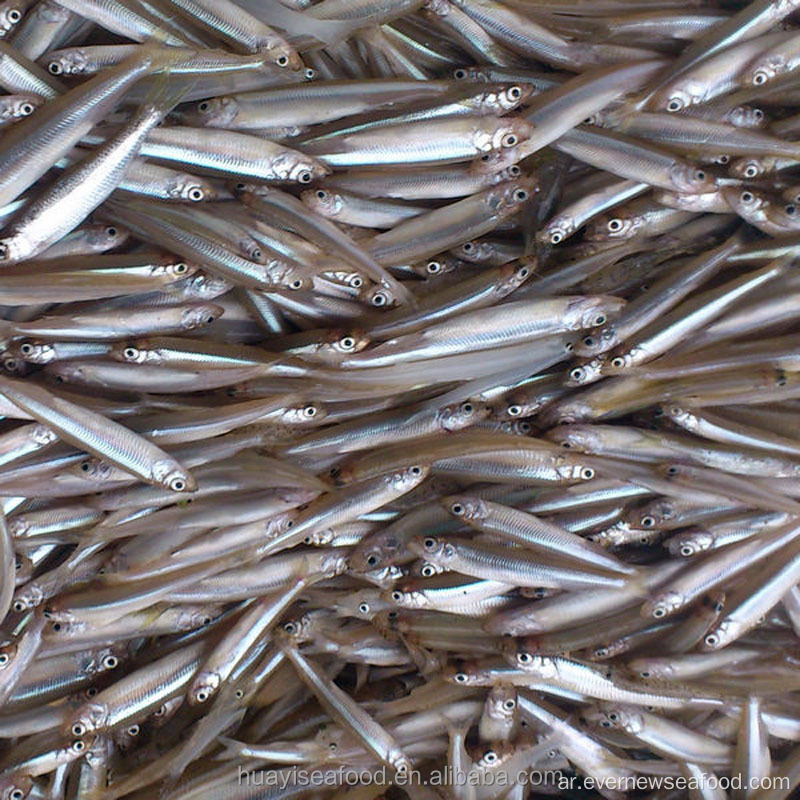 جودة عالية iqf fish whitebait