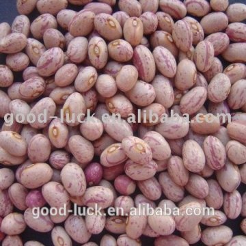 speckled kidney bean (round shape)