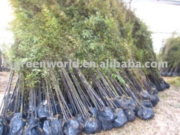 Phyllostachys nigra black bamboo