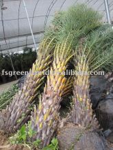 Phoenix sylvestris medium palm trees