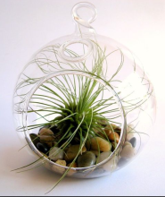 Mouth Blown Clear Glass Airplant Terrariums