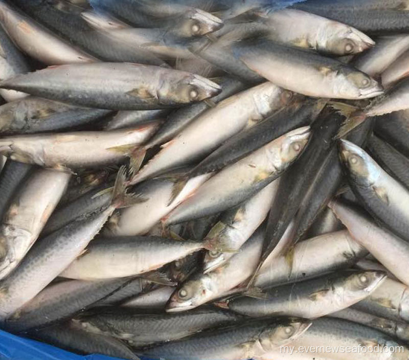 အေးခဲထားသော mackerel မွေးမြူရေးငါး