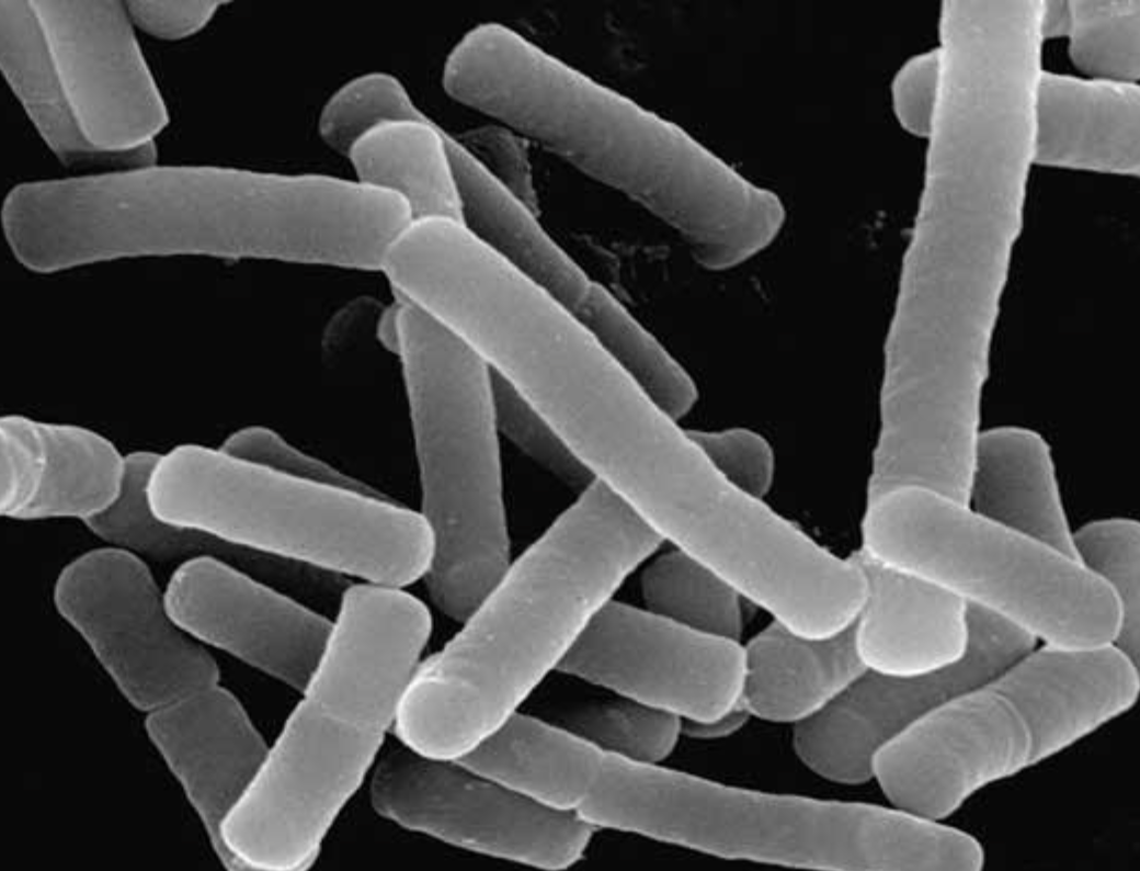 Lactobacillus Plantarum de calidad alimentaria Food Grade Lactobacillus Plantarum
