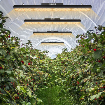 Lumière de croissance à LED de ferme verticale à spectre complet