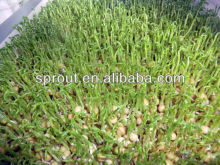 2016 Popular Animal Feeding Machine / animal machine