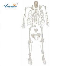 Disarticulated Skeleton with Skull