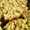 Fresh Ginger In Cartons