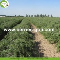 Pabrik Grosir Pengeringan Mekanik Top Grade Wolfberry